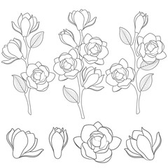 Set of black and white illustrations with flowering magnolia branches. Isolated vector objects on white background.