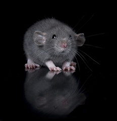young rat in studio