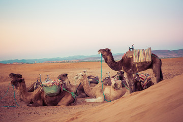 Fototapeta premium Camels on the sand dunes in the Sahara Desert. Morocco, Africa.