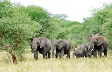 Obraz premium Closeup of African Elephant (scientific name: Loxodonta africana, or 