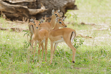 group of young mpala (scientific name: Aepyceros melampus, or 