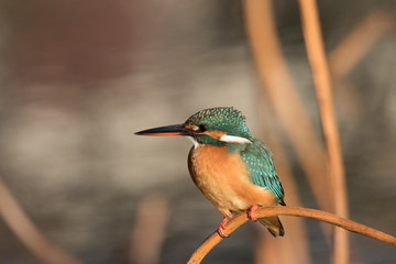 休憩中のカワセミ