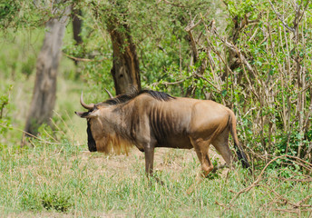 Closeup of Wildebeest (scientific name: Connochaetes taurinus or 