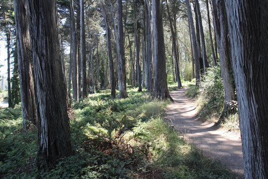 Eukalyptus Wald im Presidio Park.Where: San Francisco, USA.When: 05.07.2014.