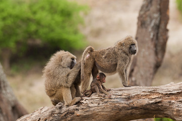 Closeup of Olive Baboons (scientific name: papio anubis, or Nyani in Swaheli) image taken on Safari located in the Tarangire National park in the East African country of Tanzania