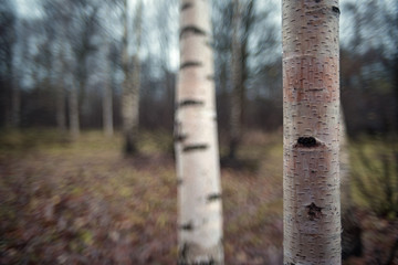 Birch