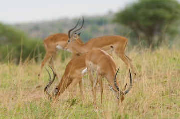 Closeup of Impala (scientific name: Aepyceros melampus, or "Swala pala" in Swaheli) 