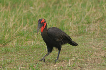 Southern Ground Hornbill (Bucorvus leadbeateri) in Taragire National Park