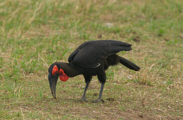 Southern Ground Hornbill (Bucorvus leadbeateri) in Taragire National Park