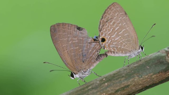 close up to Gram blue butterflies mating on the tree branch