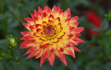Dahlia rouge et jaune