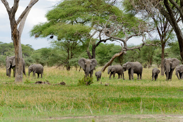 Fototapeta premium group of African Elephant (scientific name: Loxodonta africana, or 