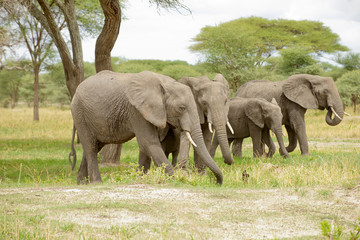 Obraz na płótnie Canvas Closeup of African Elephant (scientific name: Loxodonta africana, or 