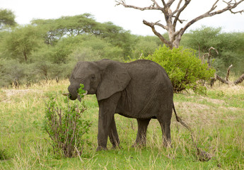 Fototapeta na wymiar Closeup of African Elephant in the Tarangire National park, Tanzania