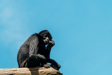 Spider Monkey Portrait