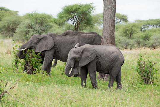 family group of African Elephant (scientific name: Loxodonta africana, or "Tembo" in Swaheli) image taken on Safari in the Tarangire National park, Tanzania