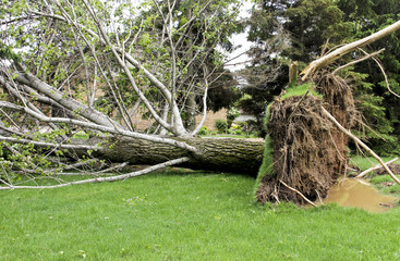 Tree downed by high wind storm