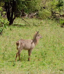 female Waterbuck (scientific name: Kobus ellipsiprymnus, or 