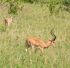 Closeup of Impala (scientific name: Aepyceros melampus, or 
