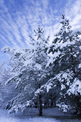 Winter forest landscape on a snowy December day. Beautiful winter against the blue sky.