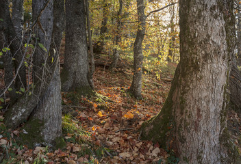 Landschaft in Kroatien