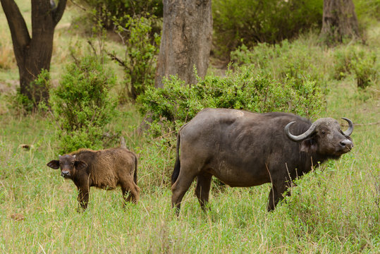 Cow Buffalo and calf (scientific name: Syncerus caffer or "Nyati or Mbogo" in Swaheli) image taken on Safari located in the Tarangire National park, Tanzania