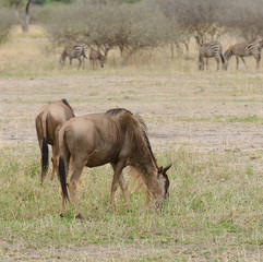 Closeup of Wildebeest (scientific name: Connochaetes taurinus or 