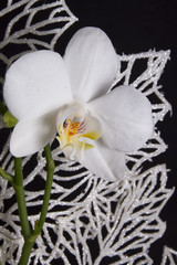 Orchidée blanche
