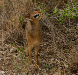 Closeup of Kirk's Dik-dik (scientific name: Madoqua , or "Dikidiki" in Swaheli) in the Tarangire National park, Tanzania