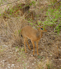 Closeup of Kirk's Dik-dik (scientific name: Madoqua , or "Dikidiki" in Swaheli) image taken on Safari located in the Tarangire National park, Tanzania