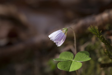 Nahaufnahme Sauerklee