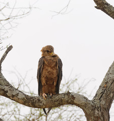 Tawny Eagle (Aquila rapax) in a tree in the Tarangire National Park