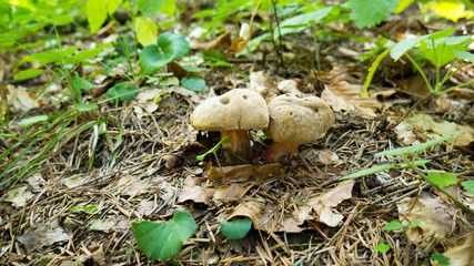 Two mushrooms in foliage