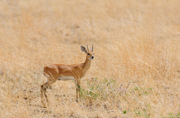 Closeup of Steenbok (scientific name: Raphicerus campestris , or 