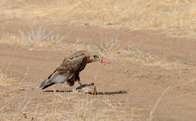 Tawny Eagle (Aquila rapax) eating a tortoise that has been killed by a vehicle running over it in Tarangire National Park; Tanzania