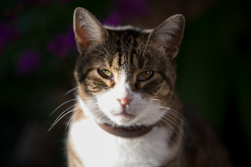 Portrait of cat in the sun