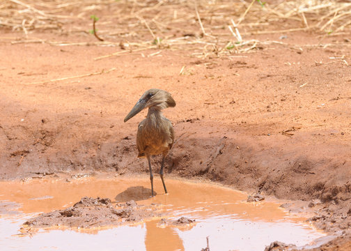 Hamerkop in a puddle (Scopus u. umbretta) in Tarangire National Park