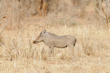 Naklejka na ściany i meble Closeup of a male warthog