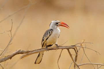 Red-billed hornbill (Tockus ruahae) perched on a branch in the Yarangire National Park, Tanzania