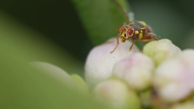 An Oriental fruit fly is moving its face on the flower buds