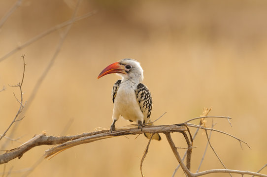 Red-billed hornbill (Tockus ruahae) perched on a branch in the Yarangire National Park, Tanzania