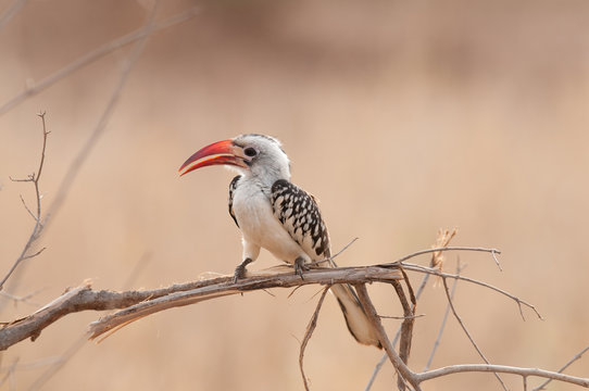 Red-billed hornbill (Tockus ruahae) perched on a branch in the Yarangire National Park, Tanzania
