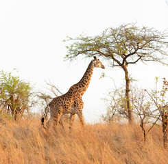 Closeup of Masai Giraffe (scientific name: Giraffa camelopardalis tippelskirchi or "Twiga" in Swaheli) n the Tarangire National park,Tanzania