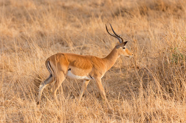 Closeup of Impala (scientific name: Aepyceros melampus, or "Swala pala" in Swaheli) in the Tarangire National park, Tanzania