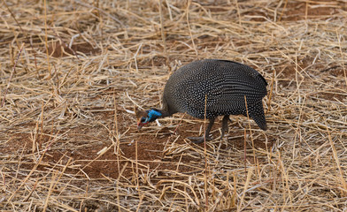 Helmeted Guineafowl (Numida meleagris) feeding