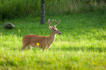 Buck in Velvet Waiting