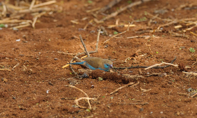 Blue-breasted Cordon bleu or Blue waxbill  a diminutive finch in the Tarangire National Park