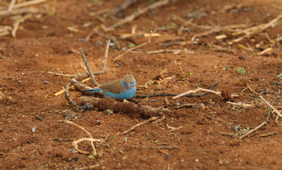 Blue-breasted Cordon bleu or Blue waxbill  a diminutive finch in the Tarangire National Park