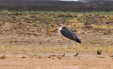Marabou stork (leptoptilos cremeniferus)i n Tarangire NationalPark