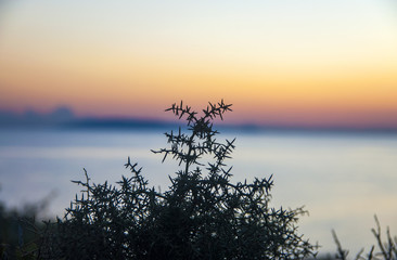 Plant silhouette and sunrise on the backgound - obrazy, fototapety, plakaty